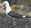 adult LBBG Dutch intergrade in September, ringed in the Netherlands. (85708 bytes)